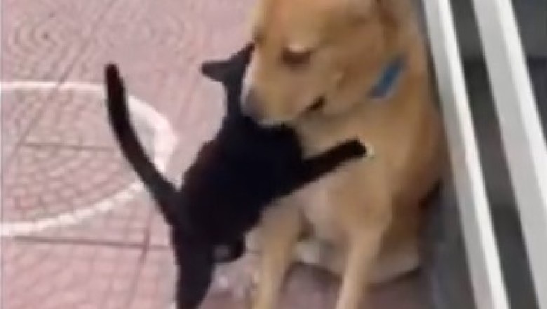Laugh Out Loud: Cats and Dogs Collide in the Ultimate Comedy Showdown!