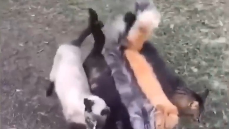 Laugh Out Loud with the Most Adorable and Hilarious Funny Pets Compilation!