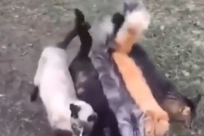 Laugh Out Loud with the Most Adorable and Hilarious Funny Pets Compilation!