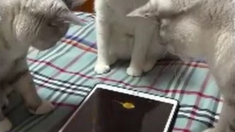 Pawesome Playtime: Three Hilarious Cats Go Bonkers on a Tablet!