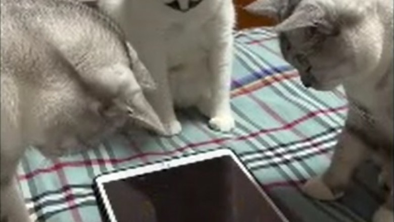 Pawsome Entertainment Alert! These Three Tech-Savvy Cats Have Mastered the Art of Tablet Gaming!