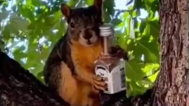 Pet-acular Comedy Moments: Get Ready to Burst into Laughter with these Hilarious Pets!