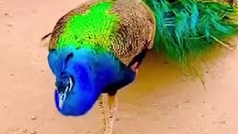 Prepare to be Mesmerized by the Spectacular Showcase of Beautiful Peacocks! A Feathery Fiesta Like Never Before!