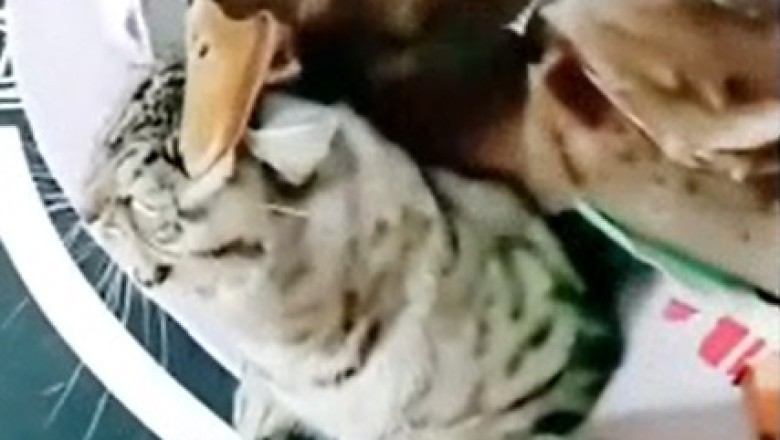 Quacktastic Showdown: Hilarious Battle Between a Duck and a Cat Leaves Internet in Stitches!