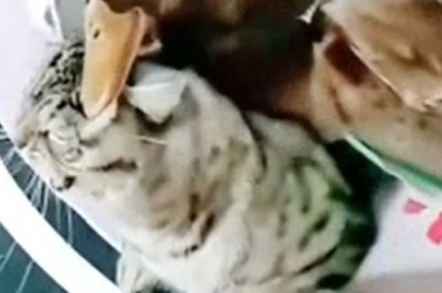 Quacktastic Showdown: Hilarious Battle Between a Duck and a Cat Leaves Internet in Stitches!