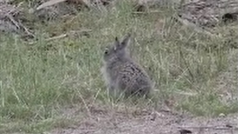 Rabbit Rambo: The Epic Battle of the Wilderness Protector and the Tiny Rabbit!