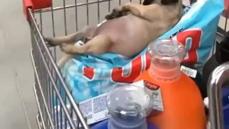 Supermarket Shenanigans: Dog Secretly Masters Art of Shopping!