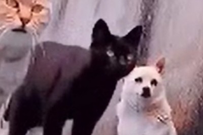 The Meow-tastic Migration: Hilarious Cats Relocate to a New Neighborhood!