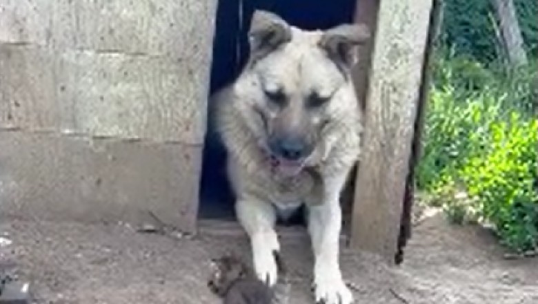 Adorable Kitten's Hilarious Adventure: Invades the Dog's Sacred Territory!