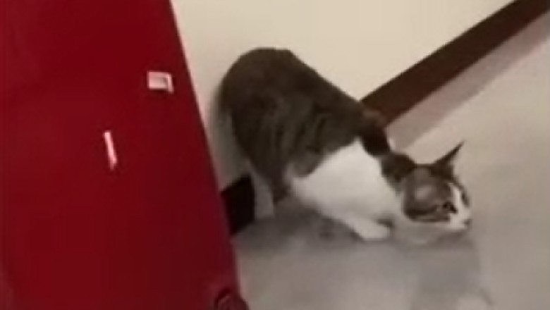 Cat Olympics: Witness the Hilarious Stomping Sprint That Leaves Us in Awe!