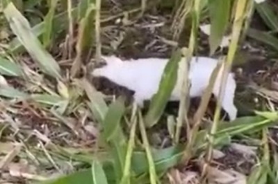 Corn-Hungry Canine Shocks Everyone with Lightning-Fast Corn Harvesting Skills!