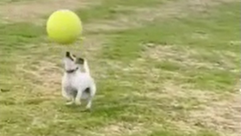 Dog Baller Alert! Watch Hilarious Video of a Canine Channeling its Inner Football Pro!