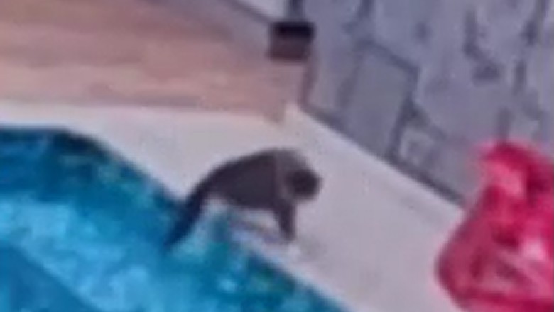 Epic Cat Fail! Watch as This Hilarious Kitty Takes a Unexpected Dive into the Pool!
