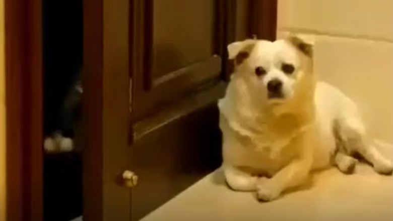 Hilarious Canine Security Guard Ensures Cats Stay Out of the Room!