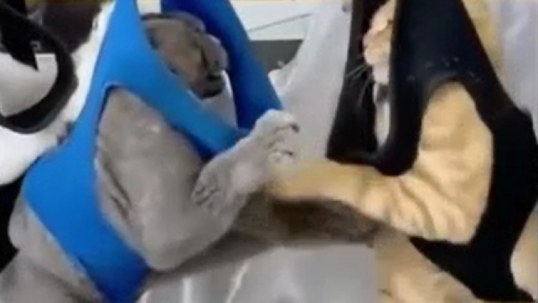 Hilarious Cat Rope Rumble: You Won't Believe What Happens When Cats Fight on a Hanging Rope!