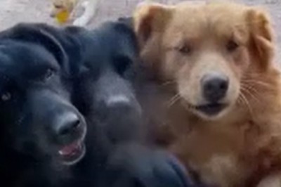 Hilarious Doggy Food Begging at Its Finest! Watch as Dogs Charm Their Way to Delicacies with Street Vendors!