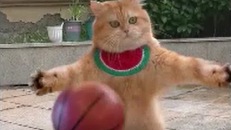 Hilarious Pets Take on Sports: Prepare for a Paw-some Laugh Riot!
