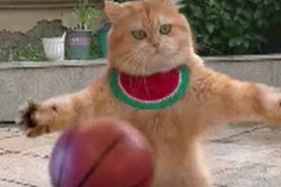 Hilarious Pets Take on Sports: Prepare for a Paw-some Laugh Riot!