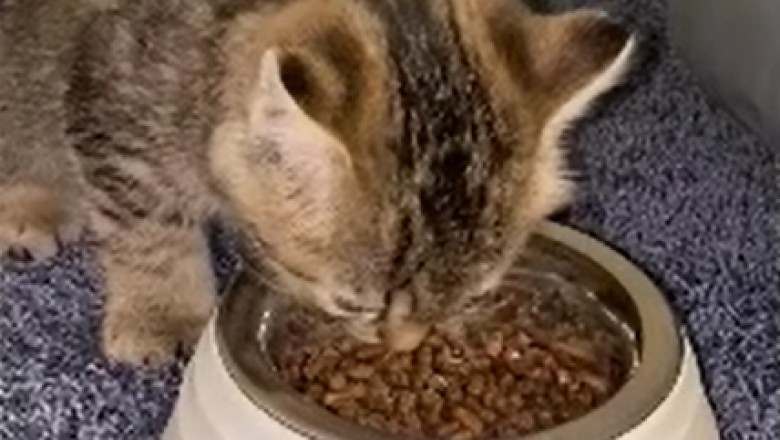 Hold Onto Your Seats! Watch This Hilarious Kitten Eating Adventure That Will Leave You in Stitches!