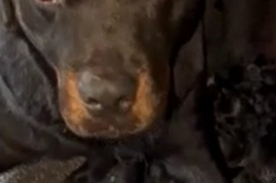 Insanely Adorable Alert: Supermom Rottweiler Surprises Everyone with Enormous Puppy Delivery!