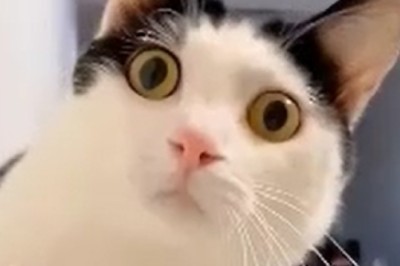 Laugh Your Tail Off: Pets Gone Wild in an Epic Comedy Compilation!