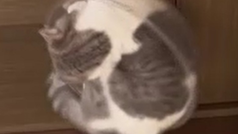 Pawesome Moments: Hilarious and Unforgettable Pranks By Our Adorable Pets!