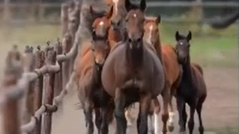 Prepare to be Amazed! Watch the Hilarious Hijinks of a Surprisingly Strong Horse That Will Leave You in Awe!