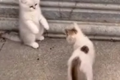 Prepare to be Cuteness Overloaded! These Beautiful Small Kittens Will Steal Your Heart!