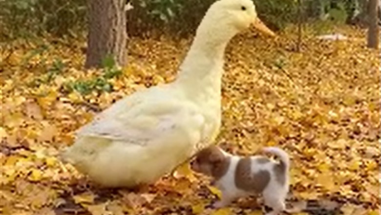 Silly Shenanigans: The Unbelievable Friendship Between a Small Dog and a Goofy Goose!