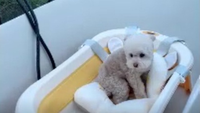 Tiny Dog, Big Laughs! Watch this Adorable Pup Tear Up the Playtime Rule Book!