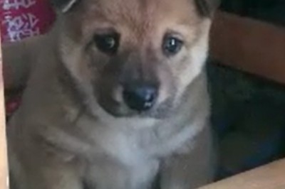 Tiny Paws, Big Laughs: Watch the Hilarious Antics of the Most Adorable Small Dog!