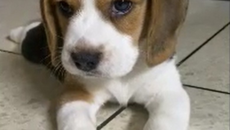 Tiny Pup Takes Over the Internet with Irresistible Cuteness!