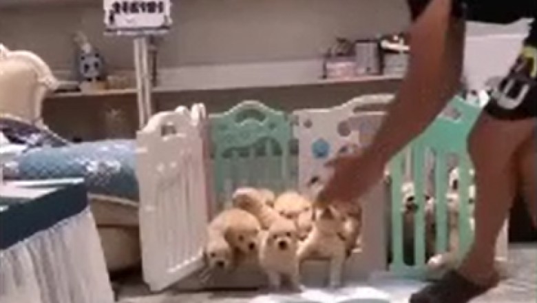 Tiny Terrors Unleashed! Hilarious Video of Small Dogs Going Bonkers at Mealtime!