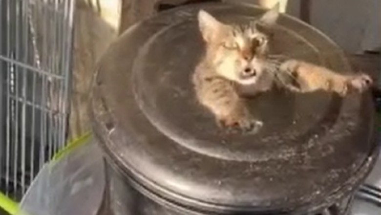 Trash Can Hide-and-Seek: Hilarious Cat Finds the Purrfect Hiding Spot!
