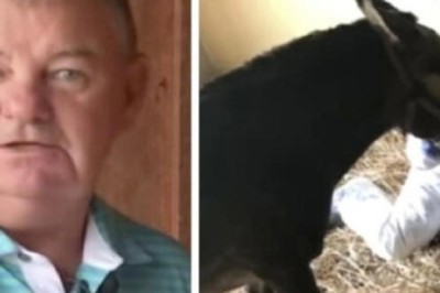 Unbelievable Tale of Peanut the Mule: A Surprising Discovery Shocks a Kentucky Farm | The Clip Funny