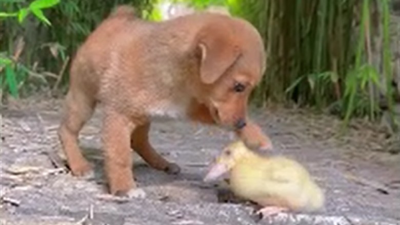 Unlikely Besties: The Adorable Friendship Between a Small Dog and a Tiny Duck!