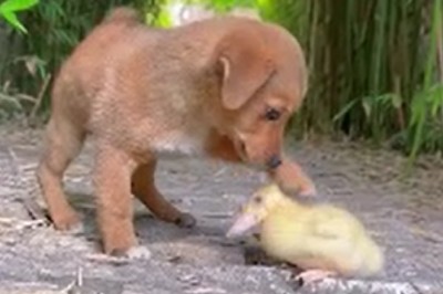 Unlikely Besties: The Adorable Friendship Between a Small Dog and a Tiny Duck!