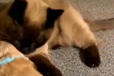 Unlikely Duo Alert: Watch in Awe as a Caring Cat Becomes the Ultimate Companion for a Small Pup!