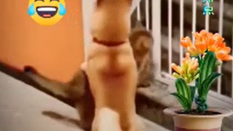 Unlikely Duo: Dog Plays Fishing Assistant to a Clever Cat!