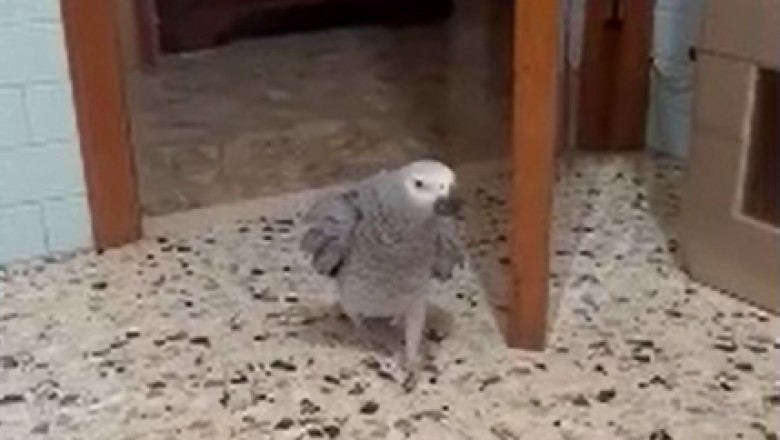 When a Parrot Becomes the Life of the Party: Hilarious Video of a Feathered DJ Grooving to the Beat!