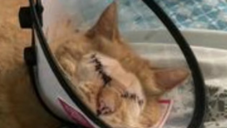 A Pet Owner's Heart-Wrenching Sacrifice will Leave You in Tears