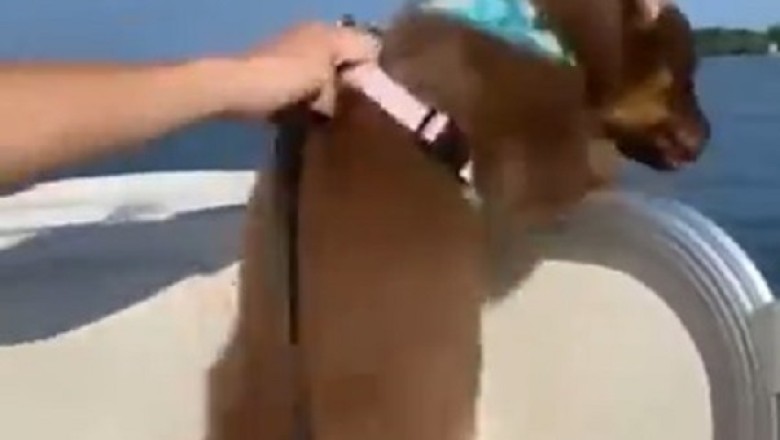 Dog's Hilarious Boat Adventure: Watch as This Pup Contemplates Taking the Plunge into the Sea!