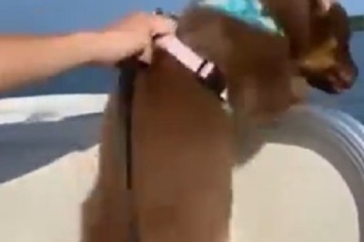Dog's Hilarious Boat Adventure: Watch as This Pup Contemplates Taking the Plunge into the Sea!