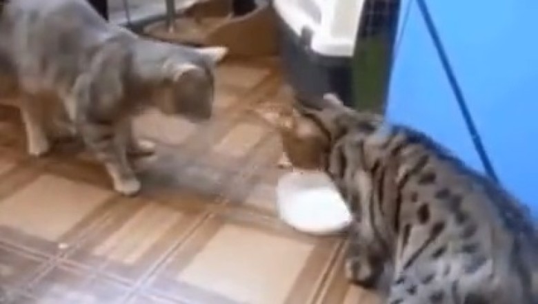 Double Trouble: Hilarious Cats Battle for Milk in Epic Bowl Showdown!
