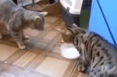 Double Trouble: Hilarious Cats Battle for Milk in Epic Bowl Showdown!
