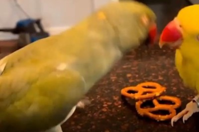 Feathered Romance! Watch the Adorable Moment a Parrot Kisses His Feathered Girlfriend!