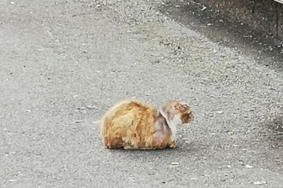 From Mystery to Revelation: The Unbelievable Transformation of Pilou, The Enigmatic Street Cat