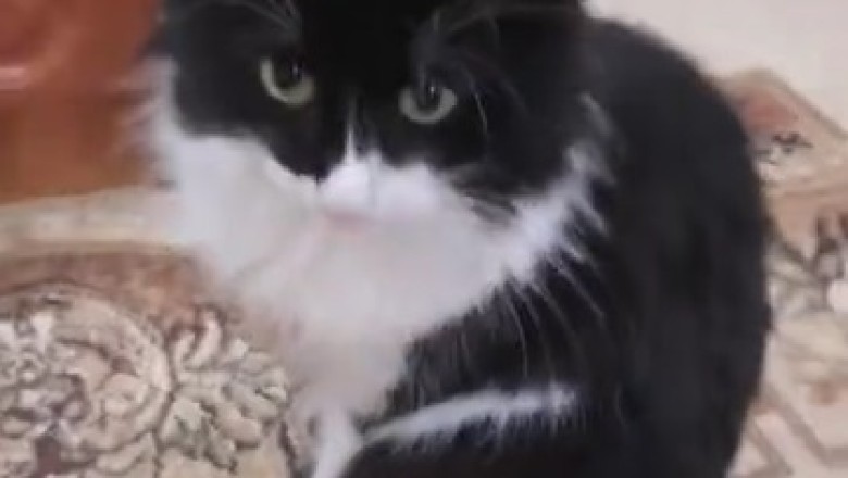 Get Ready to Purr with Laughter: This Adorably Hilarious Cat Video Is Pure Feline Fun!