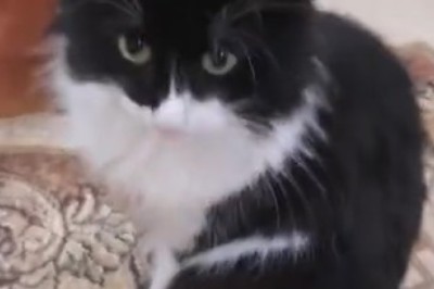 Get Ready to Purr with Laughter: This Adorably Hilarious Cat Video Is Pure Feline Fun!