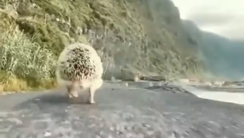 Hedgehog Hijinks: Witness the Adorable and Hilarious Daily Life of a Tiny Spiky Superstar!